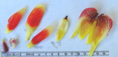 Costus laevis
