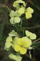 Erysimum grandiflorum