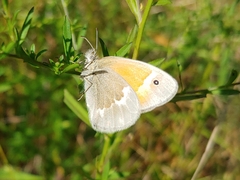 Coenonympha california