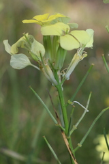 Erysimum grandiflorum