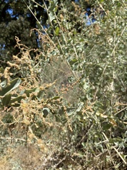 Atriplex lentiformis