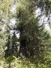 Pinus sibirica