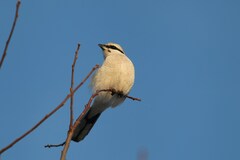 Lanius borealis