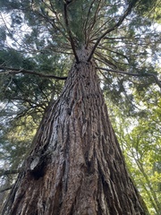 Sequoiadendron