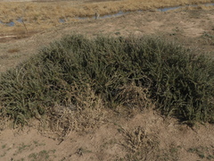 Brachyclados lycioides