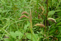 Carex schweinitzii