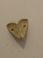 Rivula sericealis