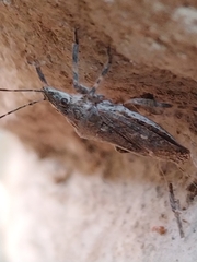 Brochymena quadripustulata