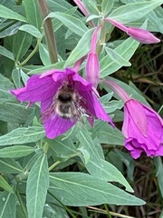 Bombus