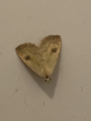 Rivula sericealis