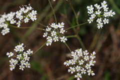 Conopodium glaberrimum