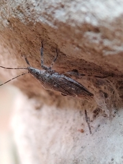 Brochymena quadripustulata