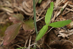 Conopodium glaberrimum
