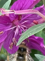 Bombus
