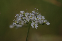 Conopodium glaberrimum