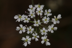 Conopodium glaberrimum