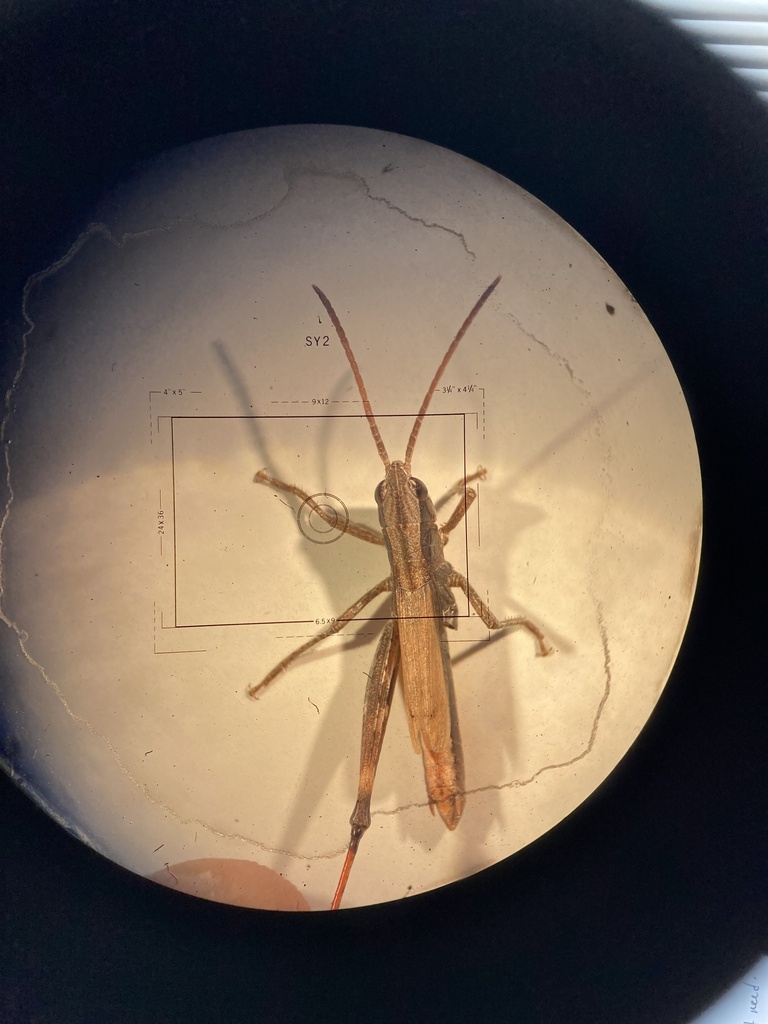 Siskiyou Short-horned Grasshopper