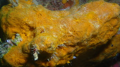 Chalinula zeae