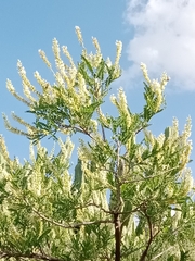 Eysenhardtia polystachya