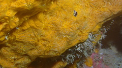 Chalinula zeae