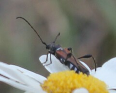 Stenopterus ater