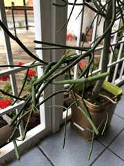 Plantae