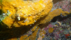 Chalinula zeae