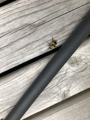 Nicrophorus tomentosus