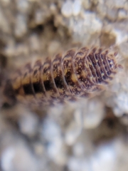 Porcellio spinicornis