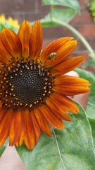 Augochlorella aurata