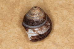 Micrelenchus huttonii