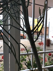 Plantae