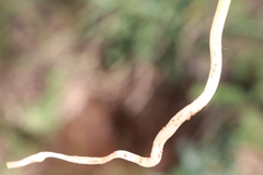 Conopodium glaberrimum
