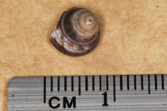 Micrelenchus huttonii