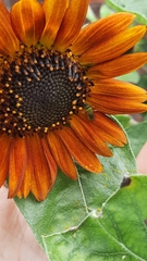 Augochlorella aurata