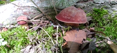 Tylopilus rubrobrunneus