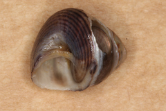 Micrelenchus huttonii