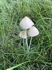 Conocybe apala