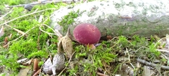 Tylopilus rubrobrunneus