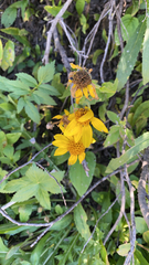 Arnica latifolia