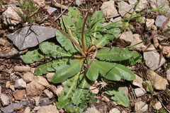 Obovata