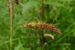 Carex schweinitzii