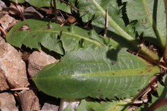 Obovata