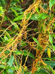 Cuscuta campestris