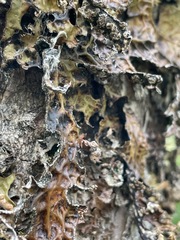 Lobaria