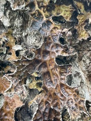 Lobaria