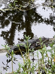 Alligator mississippiensis