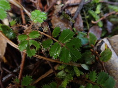 Acaena anserinifolia