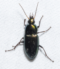 Poecilus chalcites
