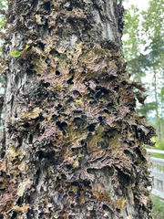 Lobaria